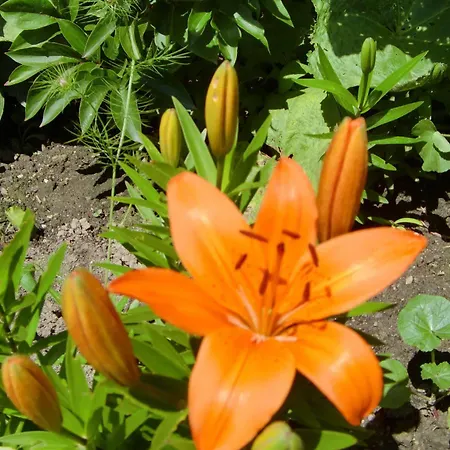 Hotel Erika Boutiquehotel Kitzbuhel