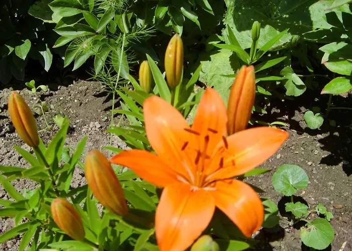 Отель Erika Boutiquehotel Кицбюэль